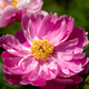 pink flower. Peony flowers. Macro of peony - PhotoDune Item for Sale