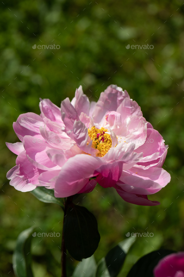 pink flower.peony flowers. Macro of peony - Stock Photo - Images