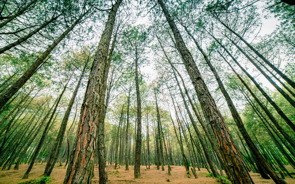 Greenery Forest  - Stock Photo - Images