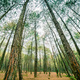 Greenery Forest  - PhotoDune Item for Sale