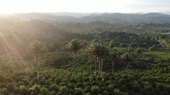 Wax Valle Sunset alt