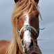 Beautiful Horse Portrait Close Up - PhotoDune Item for Sale