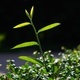 A green shoot of a plant in the morning - PhotoDune Item for Sale