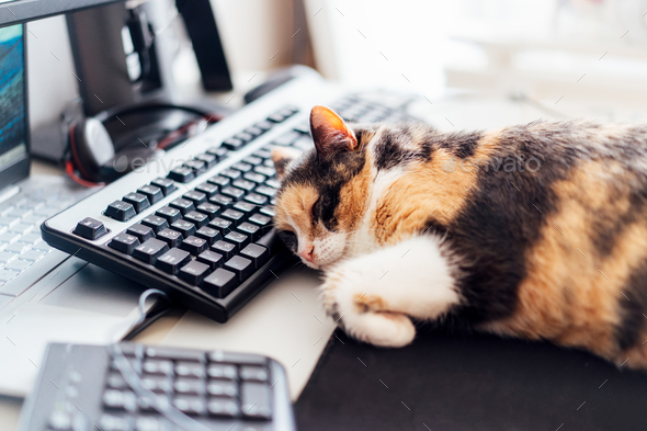 cat asleep at desk