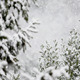 Snow Falls Pack 1 - VideoHive Item for Sale