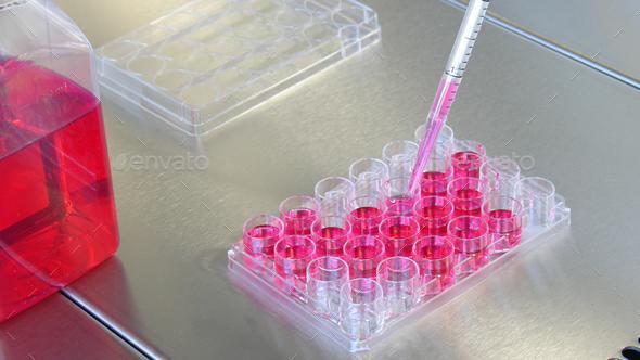 Science and Biotechnology, Laboratory Research, Cell Culture. Cells Biological Culture Concept