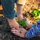 A woman farmer plants peppers in her garden. Selective focus. - PhotoDune Item for Sale