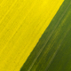 Aerial view of yellow and green fields - PhotoDune Item for Sale
