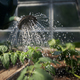 Watering plant of tomato in greenhouse - PhotoDune Item for Sale