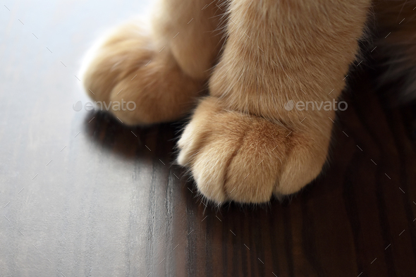 Ginger cat paw close up. Cat sitting on the table.