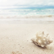 Shell on a tropical beach, selective focus, summer vacation concept. - PhotoDune Item for Sale