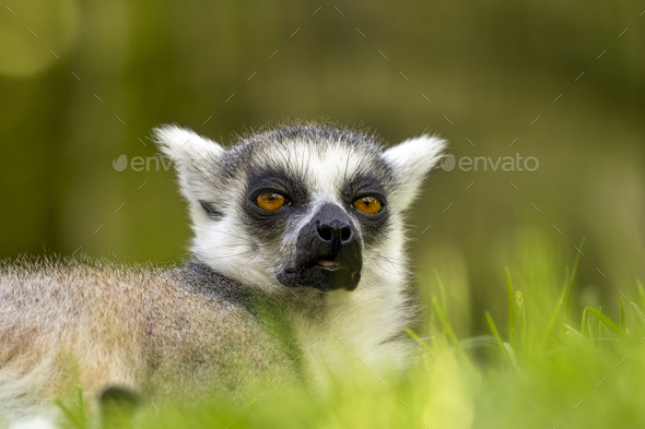 Africa, Madagascar, Anosy, Berenty Reserve A baby ring-tailed lemur  clinging to its mother's back Poster Print by Ellen Goff (24 x 18) #  AF24EGO0182 - Posterazzi
