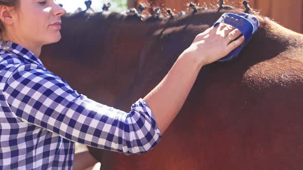 Young Girl Brushing Off The Dust From Her Horse Shiny Coat Using A Body ...