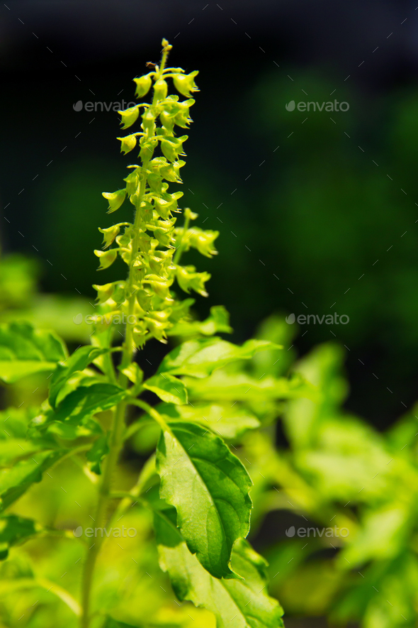 Holy basil flower - Stock Photo - Images