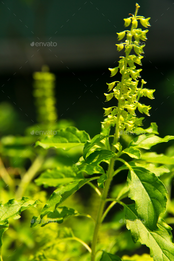 Holy basil flower - Stock Photo - Images