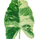Variegated caladium leaf in white background. - PhotoDune Item for Sale