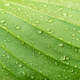 Closeup green leaf texture with raindrop. Fresh nature background. - PhotoDune Item for Sale
