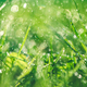 Grass with rain drops. Watering lawn. Rain. Blurred Grass Background - PhotoDune Item for Sale