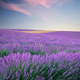 Meadow of lavender - PhotoDune Item for Sale