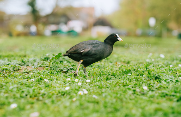 Eurasian Coot (Fulica atra) on green grass in natural parkland.