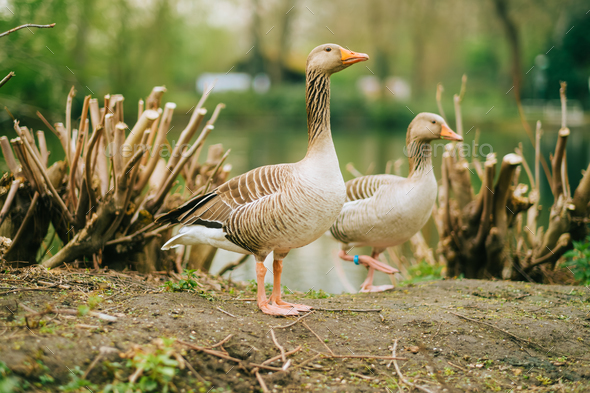 The greylag goose in the natural parkland.