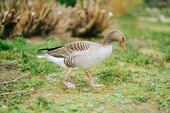 The greylag goose in the natural parkland.