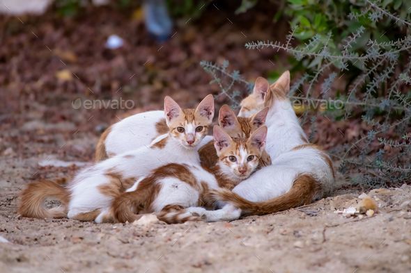 Beautiful shot of adorable kittens with their mommy cat - Stock Photo - Images