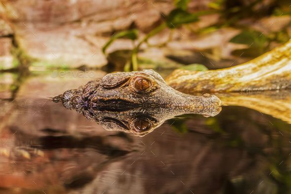 Alligator Petra - Dark Brown