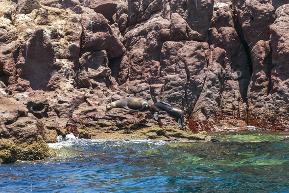 Horizontal shot of sea lions jumping in the waters of the Ballestas Islands, Peru