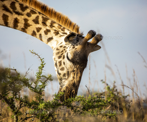 giraffes eating plants