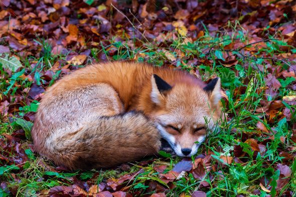 Thanksgiving sleeping store autumn fox Throw