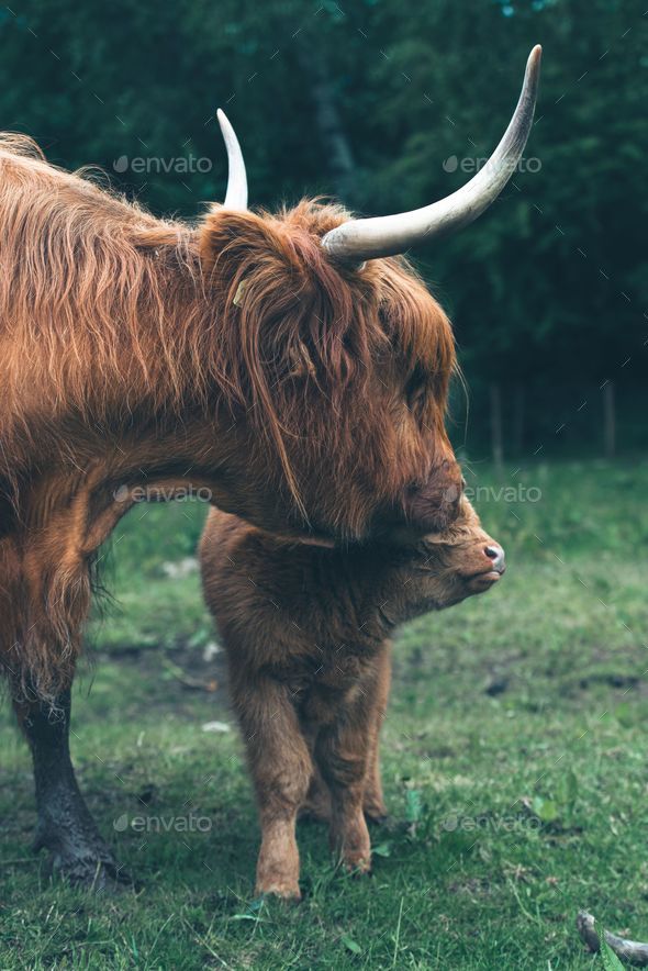 Scottish Highland cow with a baby little cow