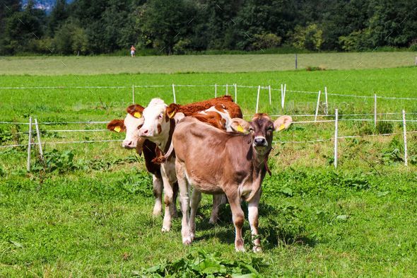 Organic farming guarantees healthy animals and the best food