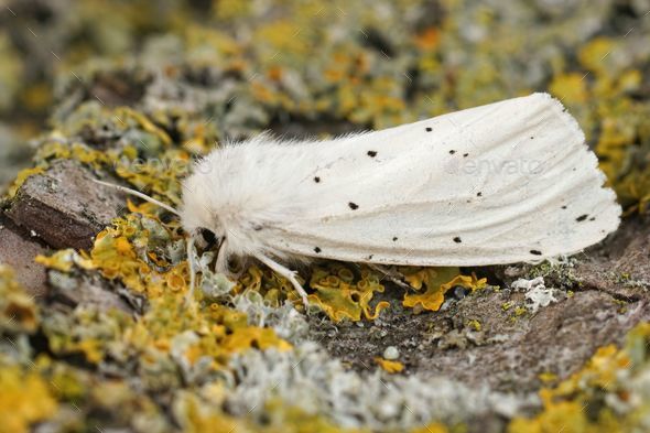 Closeup on the white ermine, Spilosoma lubricipeda sitting on wo - Stock Photo - Images