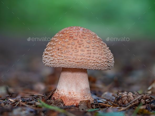 Young Amanita rubescens mushroom - Stock Photo - Images