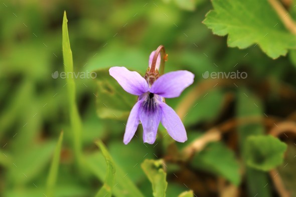 Close-up shot of a Viola reichenbachiana, the early dog-violet, or pale wood violet . - Stock Photo - Images