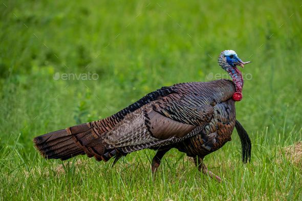 Wild turkey walking on grass - Meleagris gallopavo - Stock Photo - Images