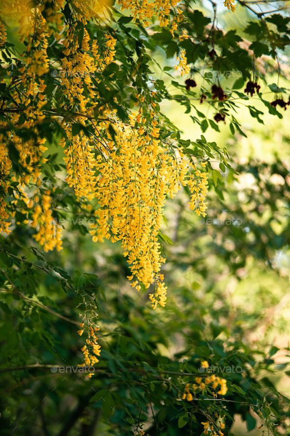 Vertical shot of a Laburnum watereri Vossii on a tree during the day - Stock Photo - Images