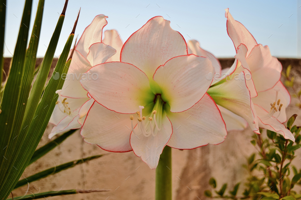 Bouquet of five Picotee Amaryllis flowers from one stem growing on a roof garden in Malta - Stock Photo - Images