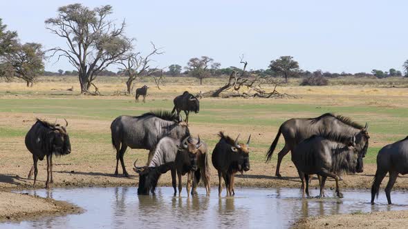 Blue Wildebeest Drinking Water - Kalahari Desert alt