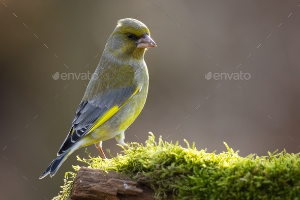Selective focus shot of a canary standing on a wooden stick with an angry facial expression