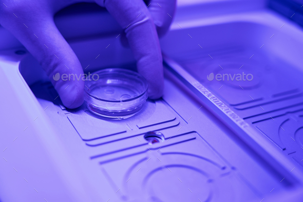 Biolaboratory worker taking away embryos from incubator chamber - Stock Photo - Images