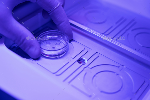 Laboratory technician placing embryos into special chamber with heating - Stock Photo - Images