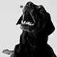 Dog Catching a Treat in Slow Motion, Black &amp; White - VideoHive Item for Sale