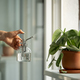 Woman sprays plant in flower pot. Female hand spraying water on Scindapsus houseplant in clay pot. - PhotoDune Item for Sale