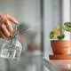 Woman spraying on plant leaves. Female hand sprays water on small Anthurium houseplant in clay pot - PhotoDune Item for Sale