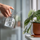 Woman sprays plant in flower pot. Female hand spraying water on Scindapsus houseplant in clay pot. - PhotoDune Item for Sale