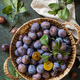 Basket of fresh blue plums on a stone table.   - PhotoDune Item for Sale