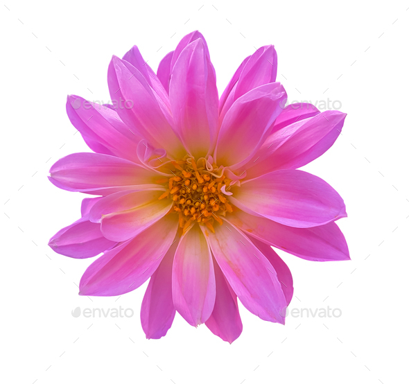 Pink dahlia isolated on white background. Object with clipping mask.
