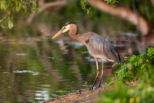 Heron hunting for fish to eat in Stanley Park - Stock Photo - Images